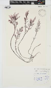 Gelidium capense image