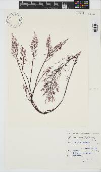 Gelidium capense image
