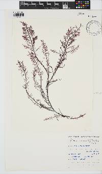 Gelidium capense image