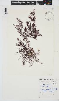 Gelidium capense image