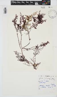 Gelidium capense image