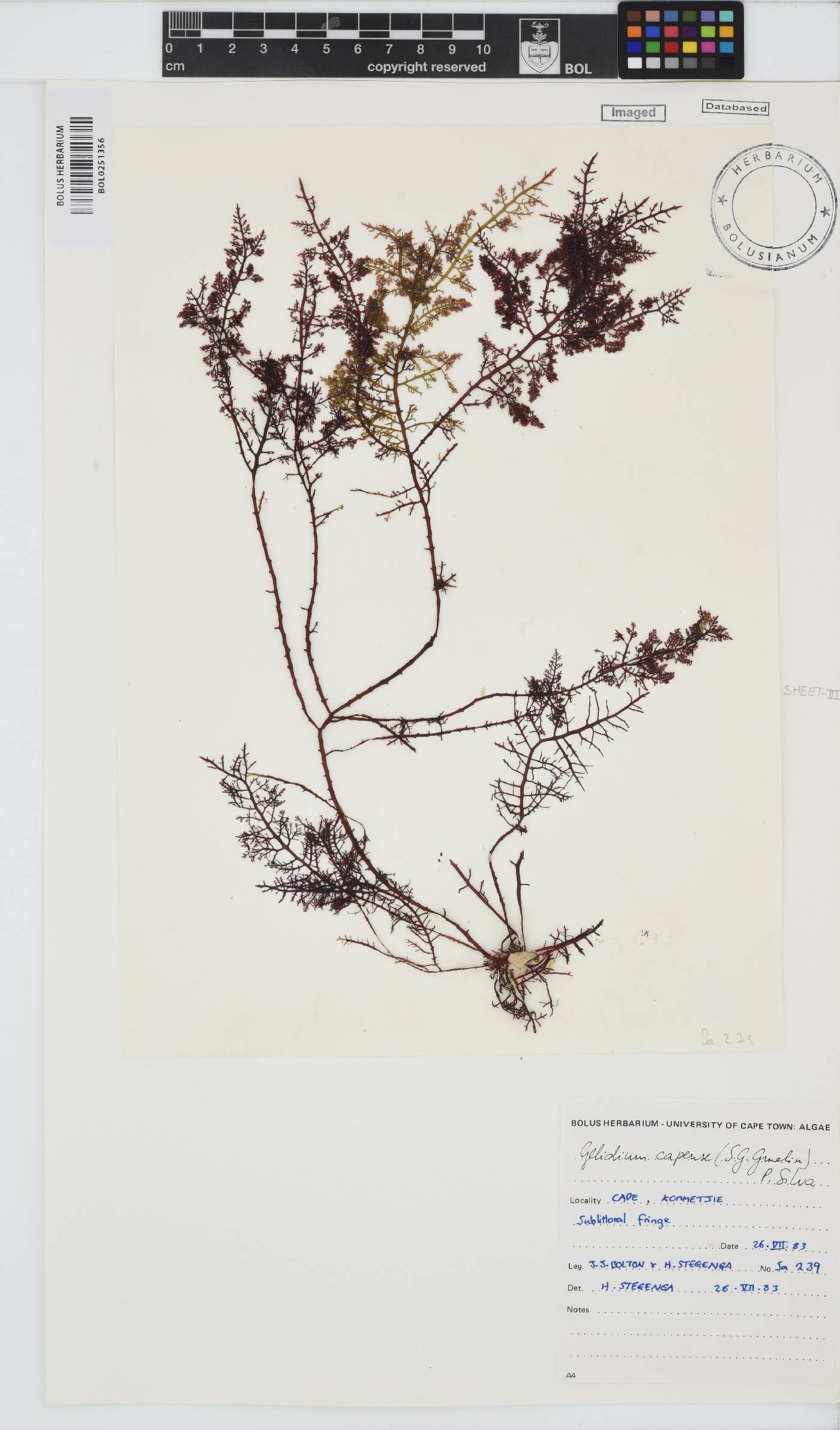 Gelidium capense image