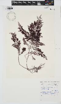 Gelidium capense image