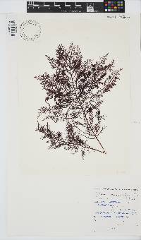Gelidium capense image