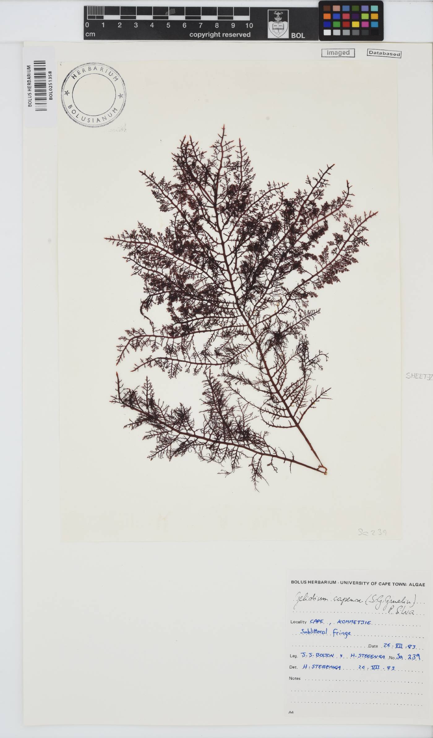 Gelidium capense image