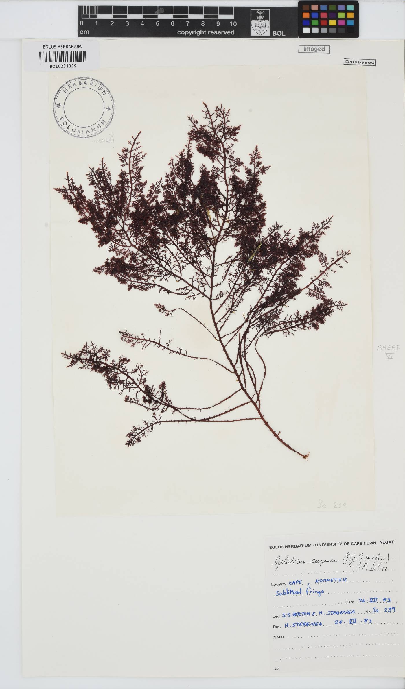 Gelidium capense image
