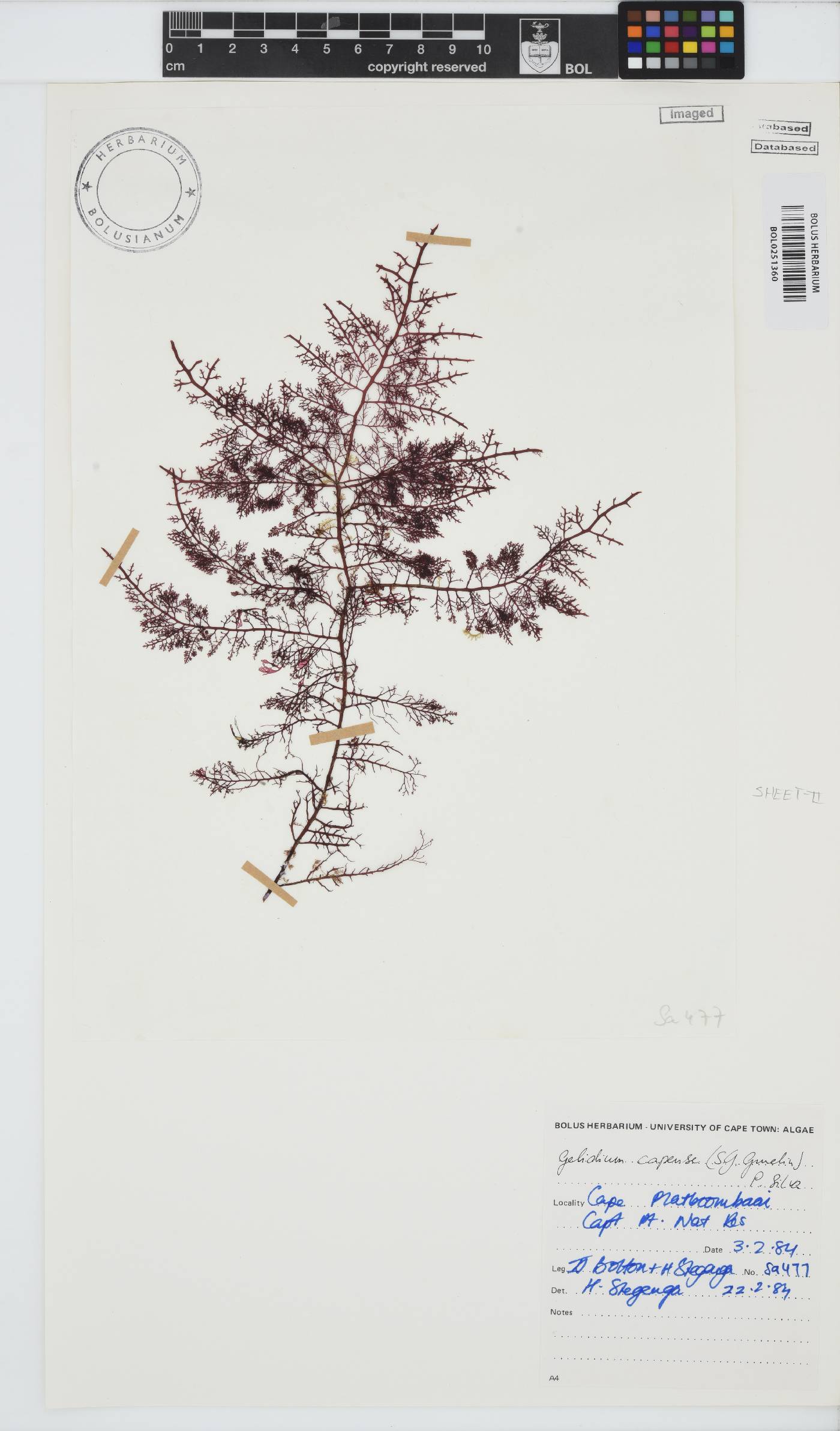 Gelidium capense image