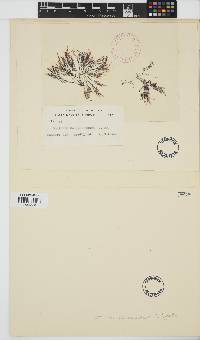 Image of Gelidium caulacantheum