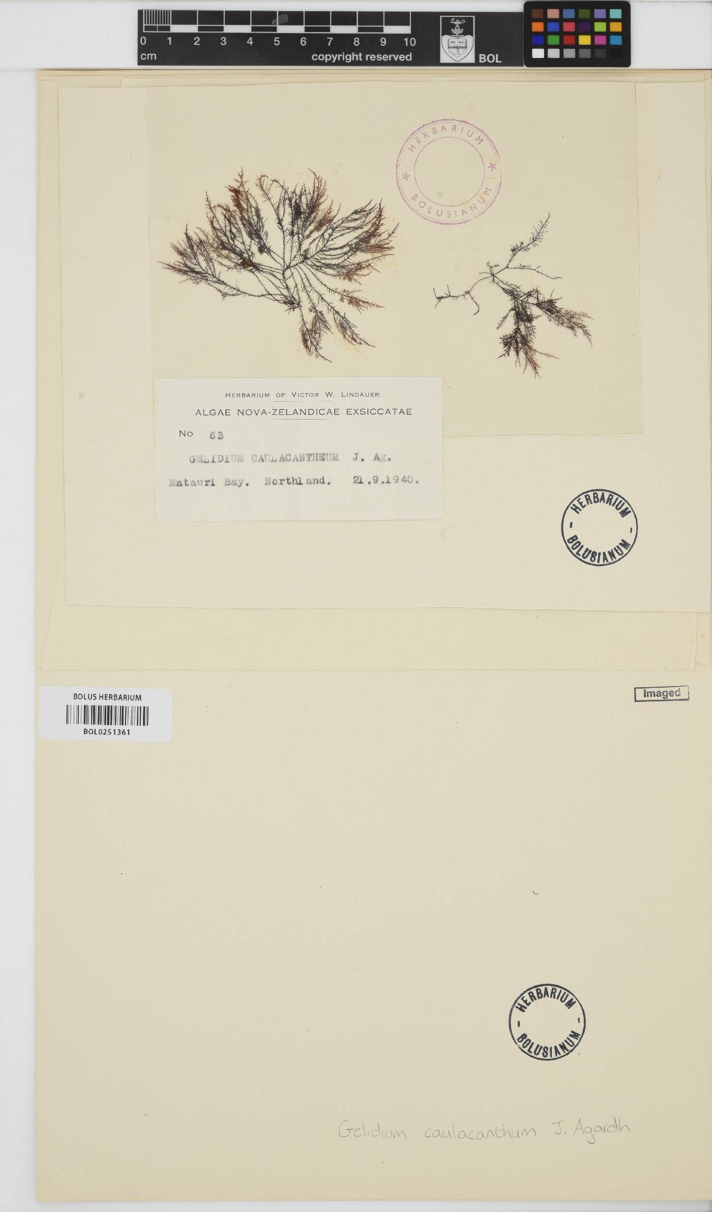 Gelidium caulacantheum image