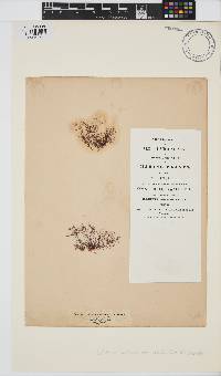 Gelidium crinale image