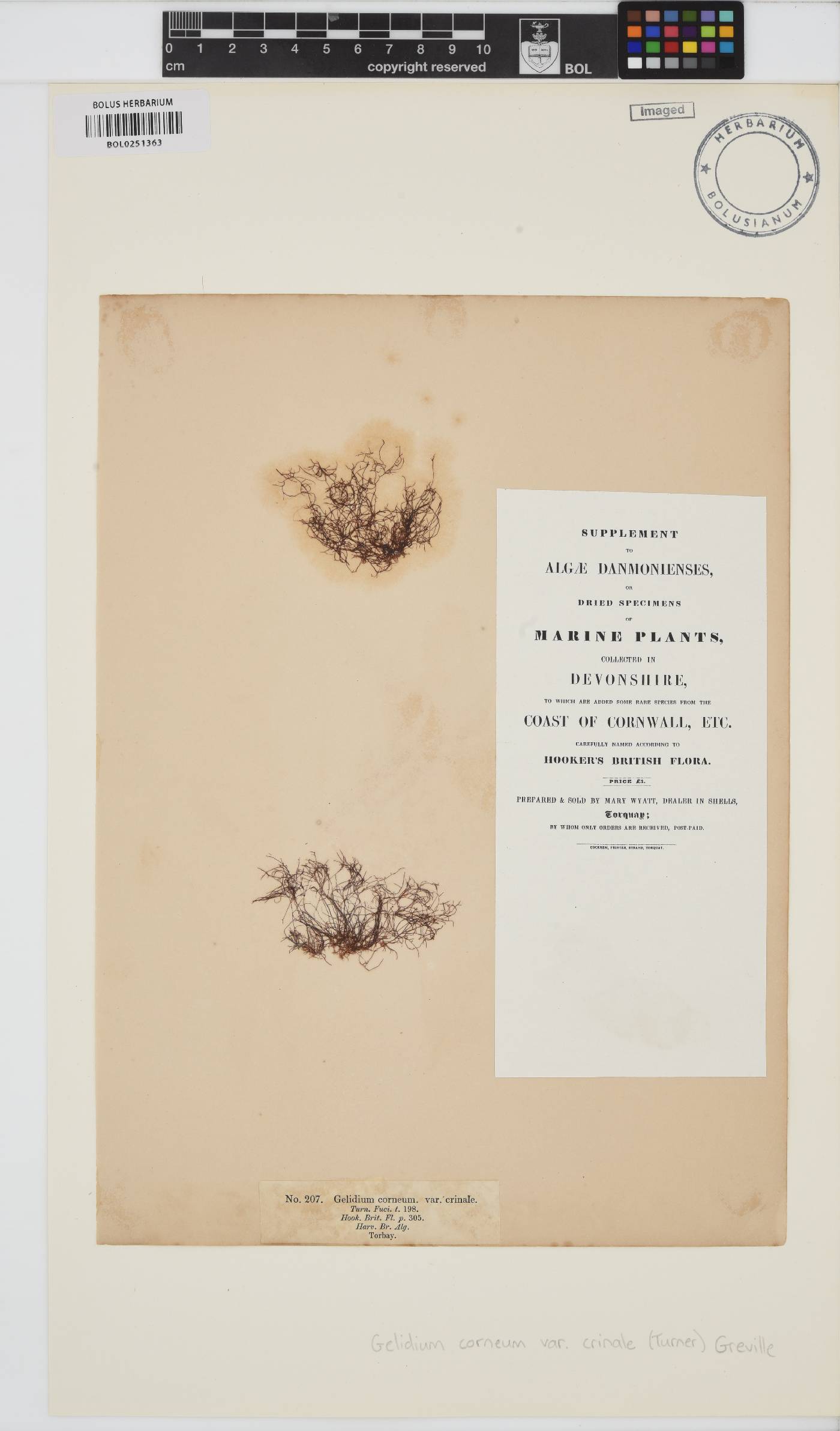 Gelidium crinale image