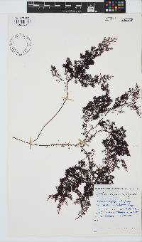 Gelidium capense image