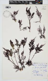 Gelidium capense image