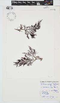 Gelidium capense image