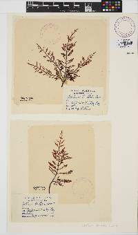 Image of Gelidium coulteri