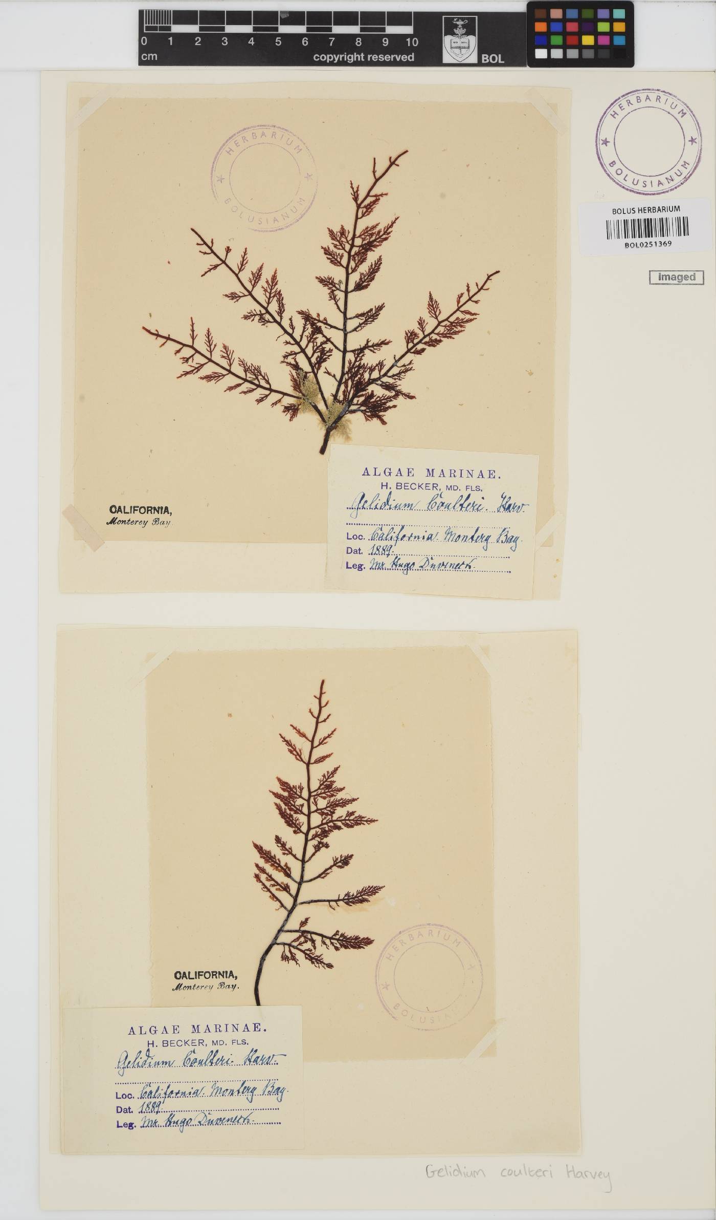 Gelidium coulteri image