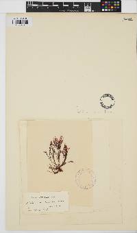 Gelidium coulteri image