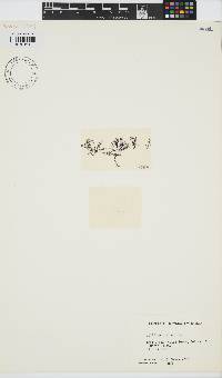 Gelidium coulteri image