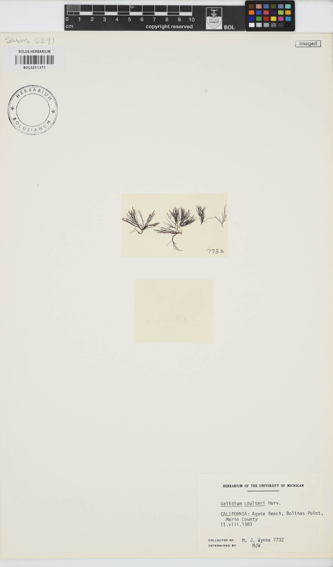 Gelidium coulteri image