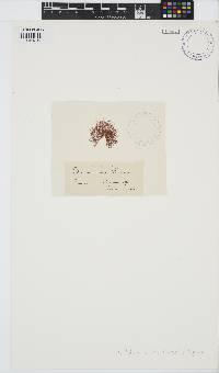 Gelidium crinale image