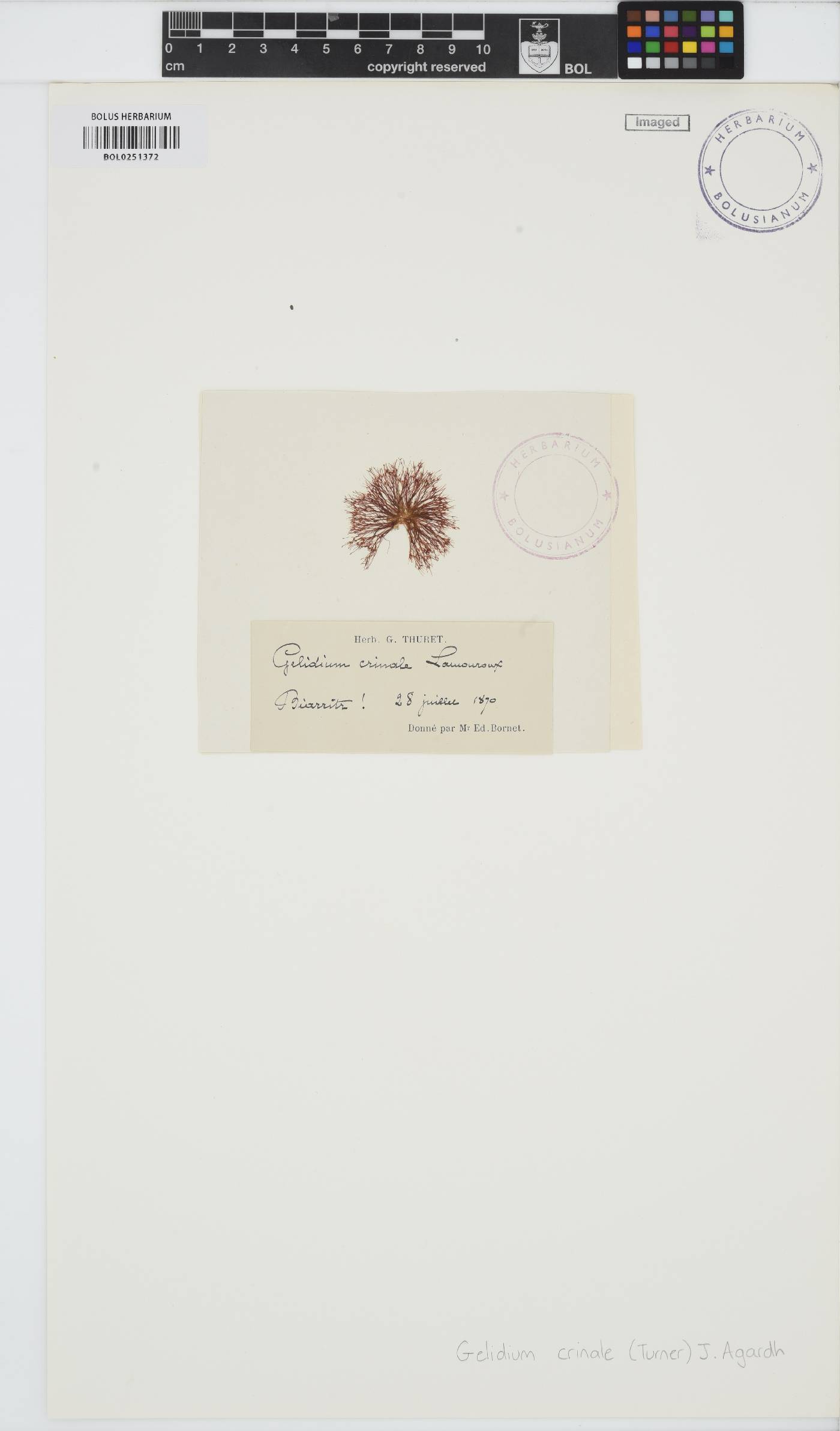 Gelidium crinale image