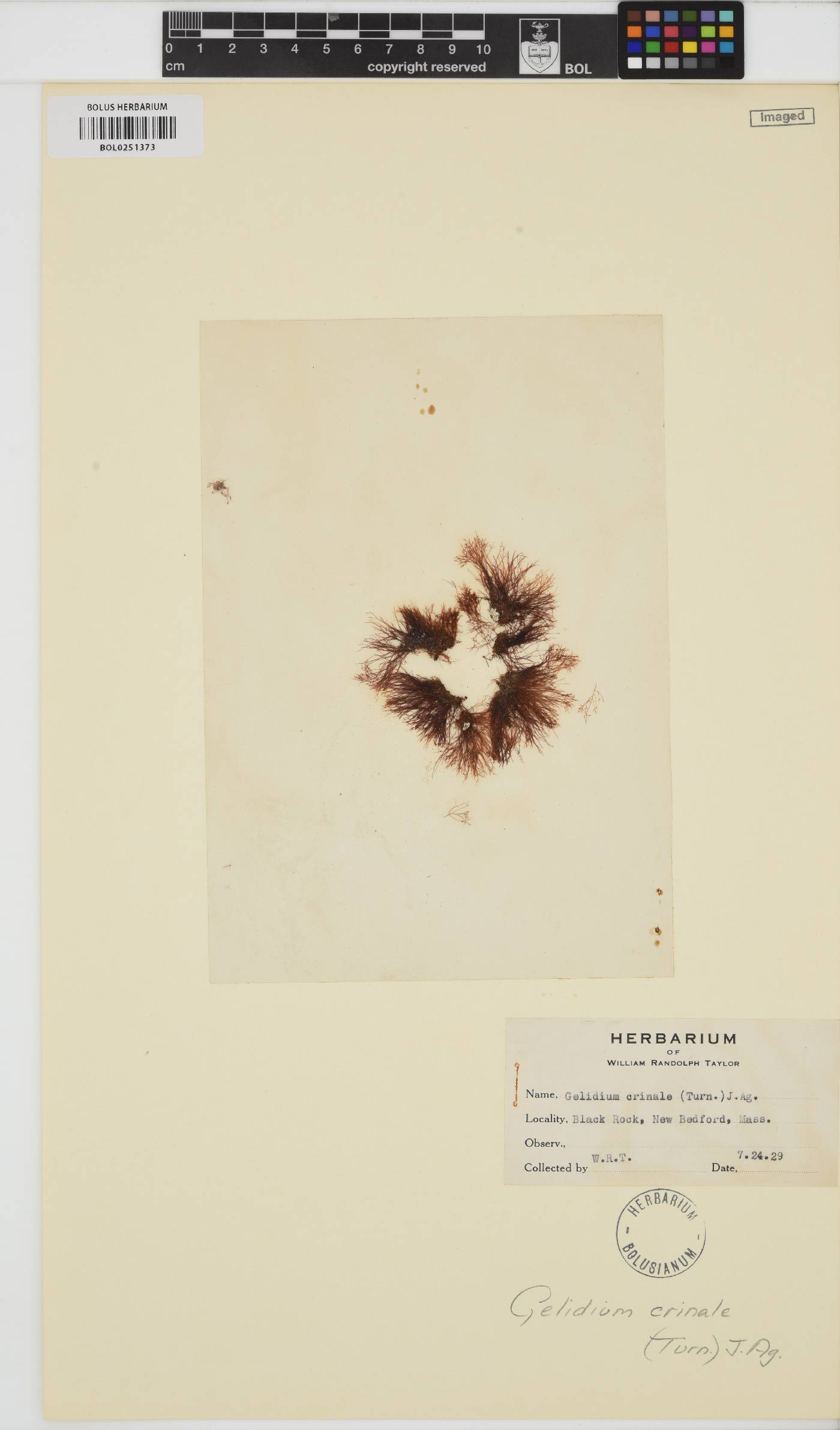 Gelidium crinale image
