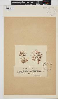 Gelidium crinale image