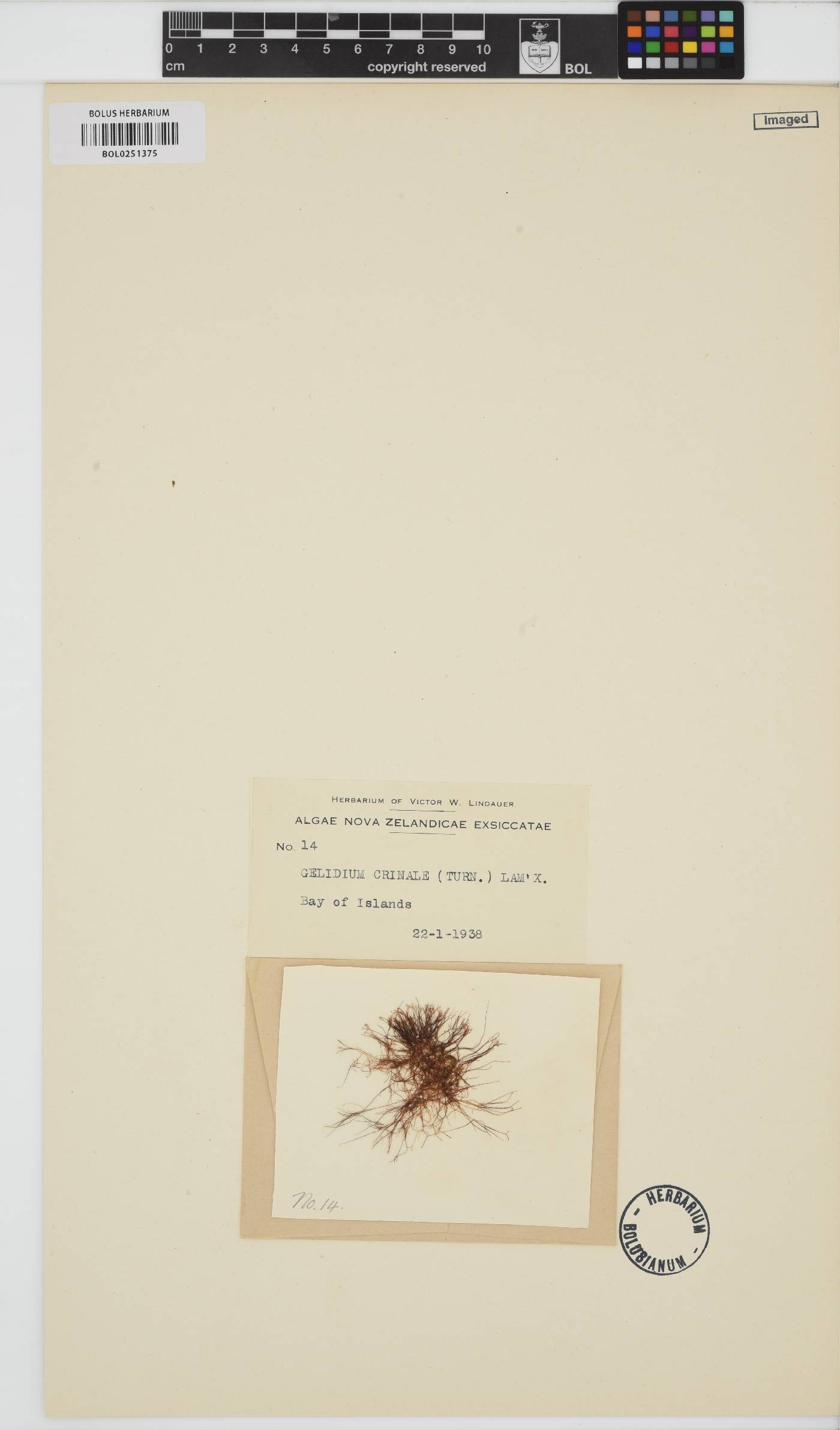 Gelidium crinale image