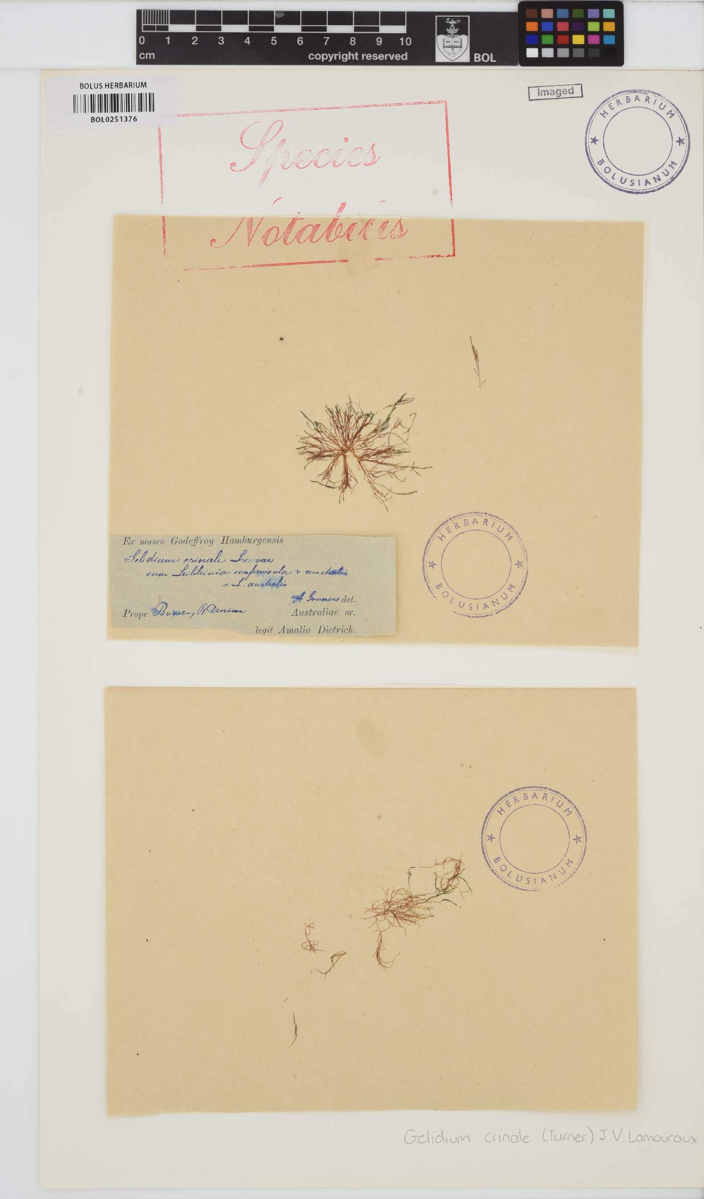 Gelidium crinale image
