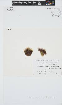 Gelidium crinale image