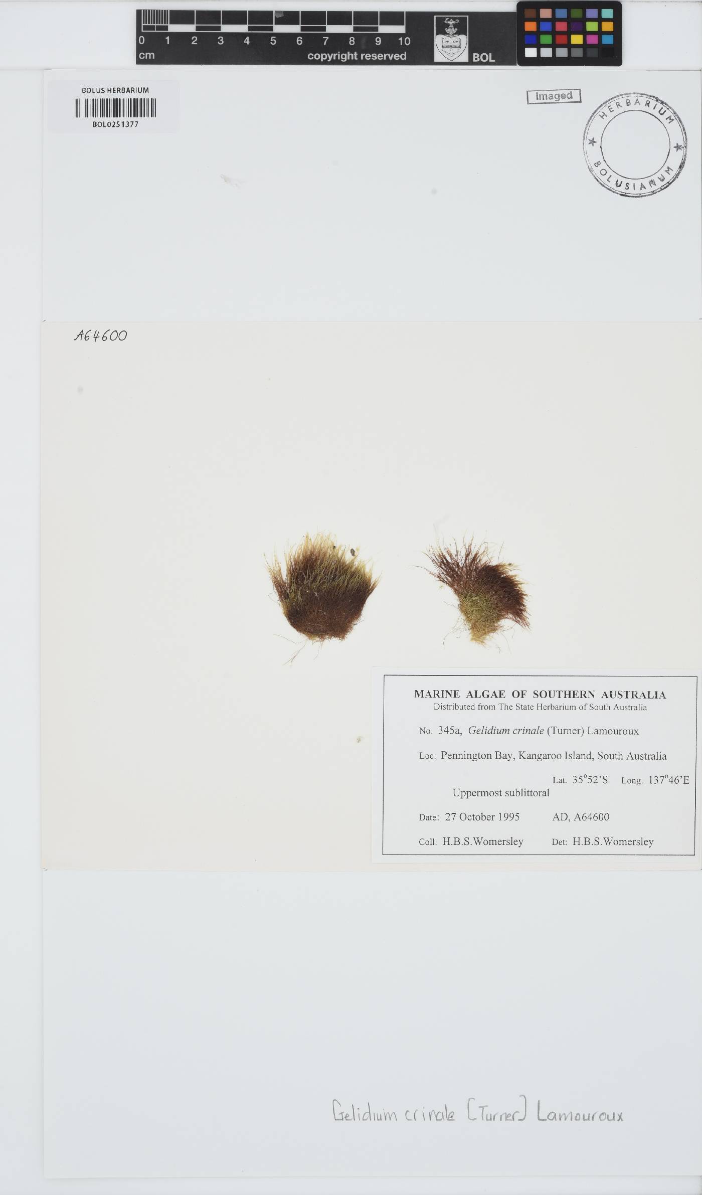 Gelidium crinale image