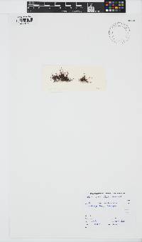 Gelidium crinale image