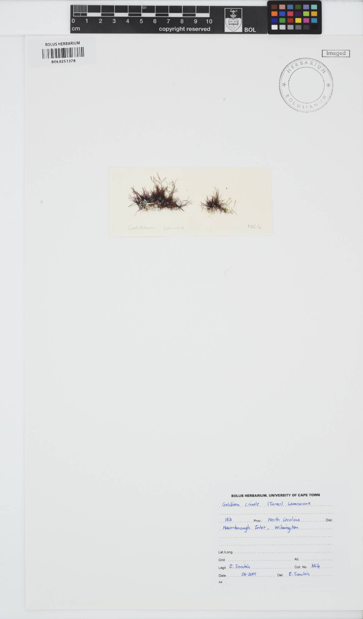 Gelidium crinale image