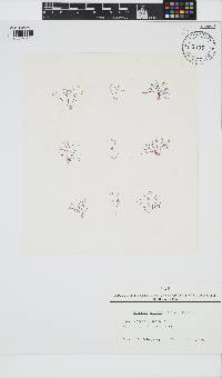 Gelidium crinale image