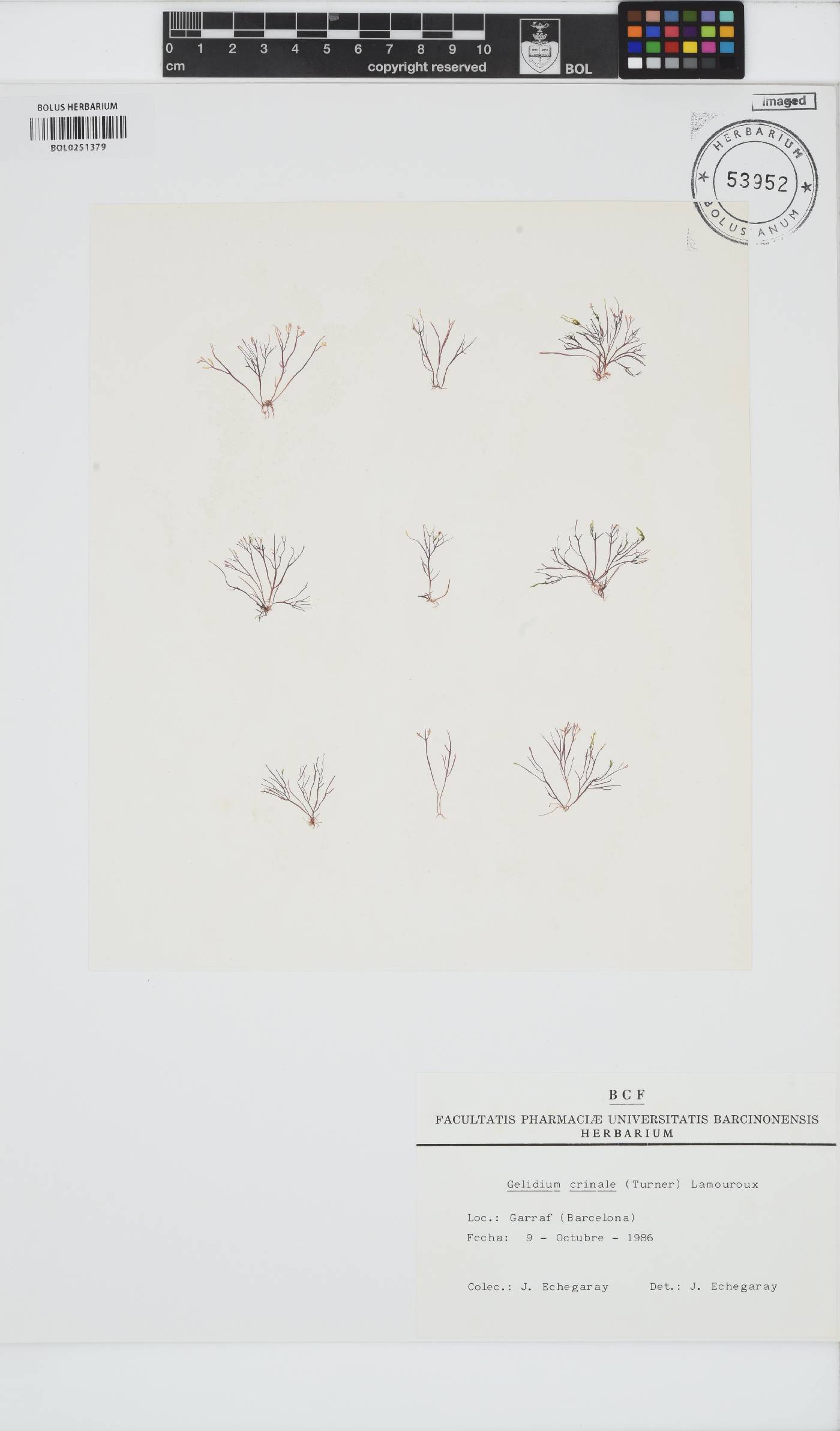 Gelidium crinale image