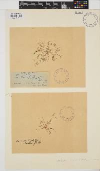 Gelidium crinale image
