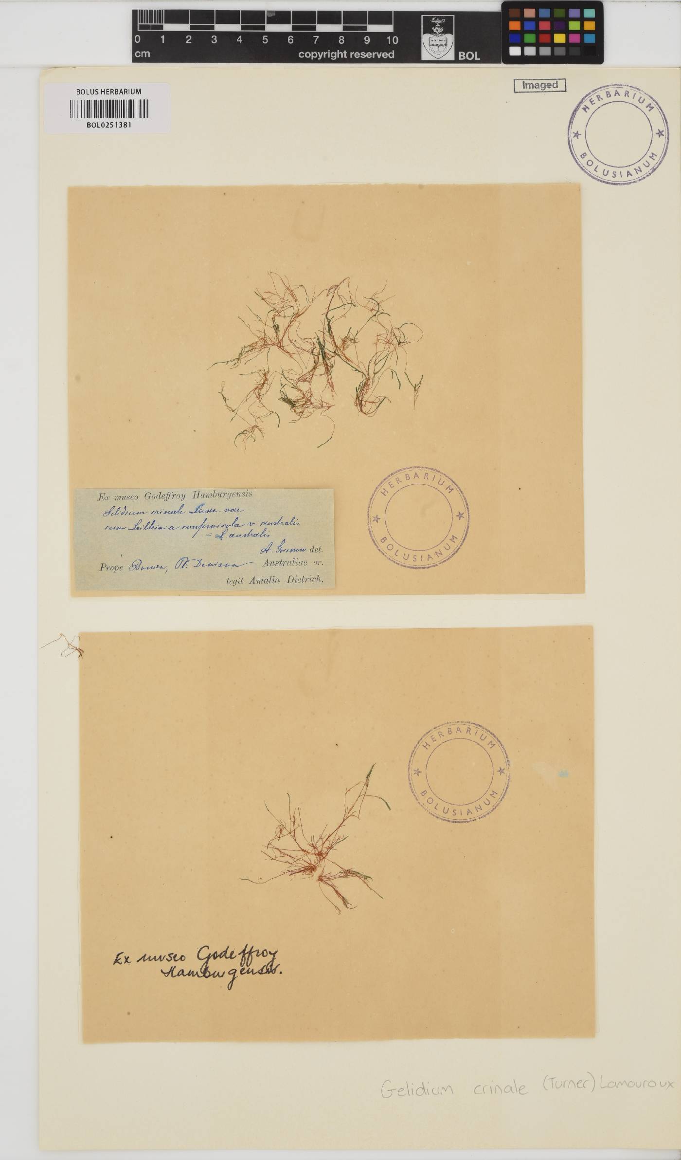 Gelidium crinale image