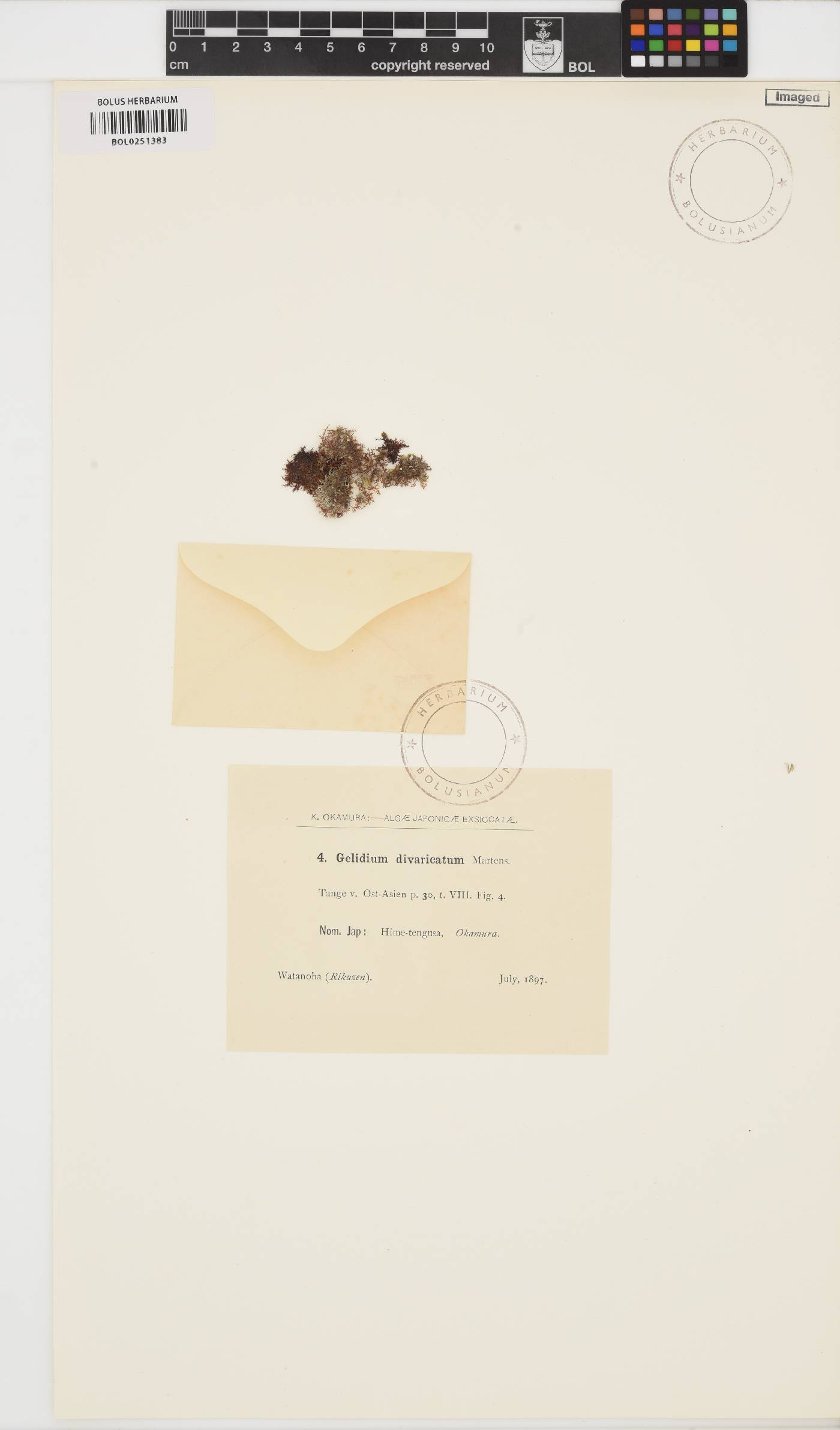 Gelidium divaricatum image