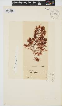 Gelidium capense image