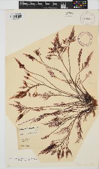 Gelidium capense image