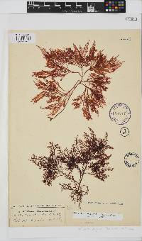 Gelidium capense image