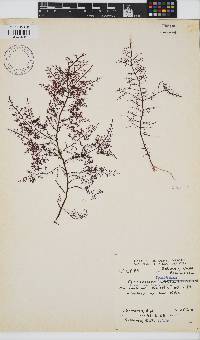Gelidium capense image