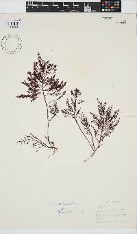 Gelidium capense image