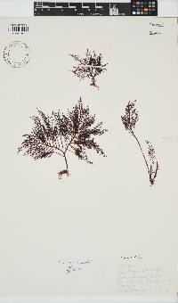 Gelidium capense image