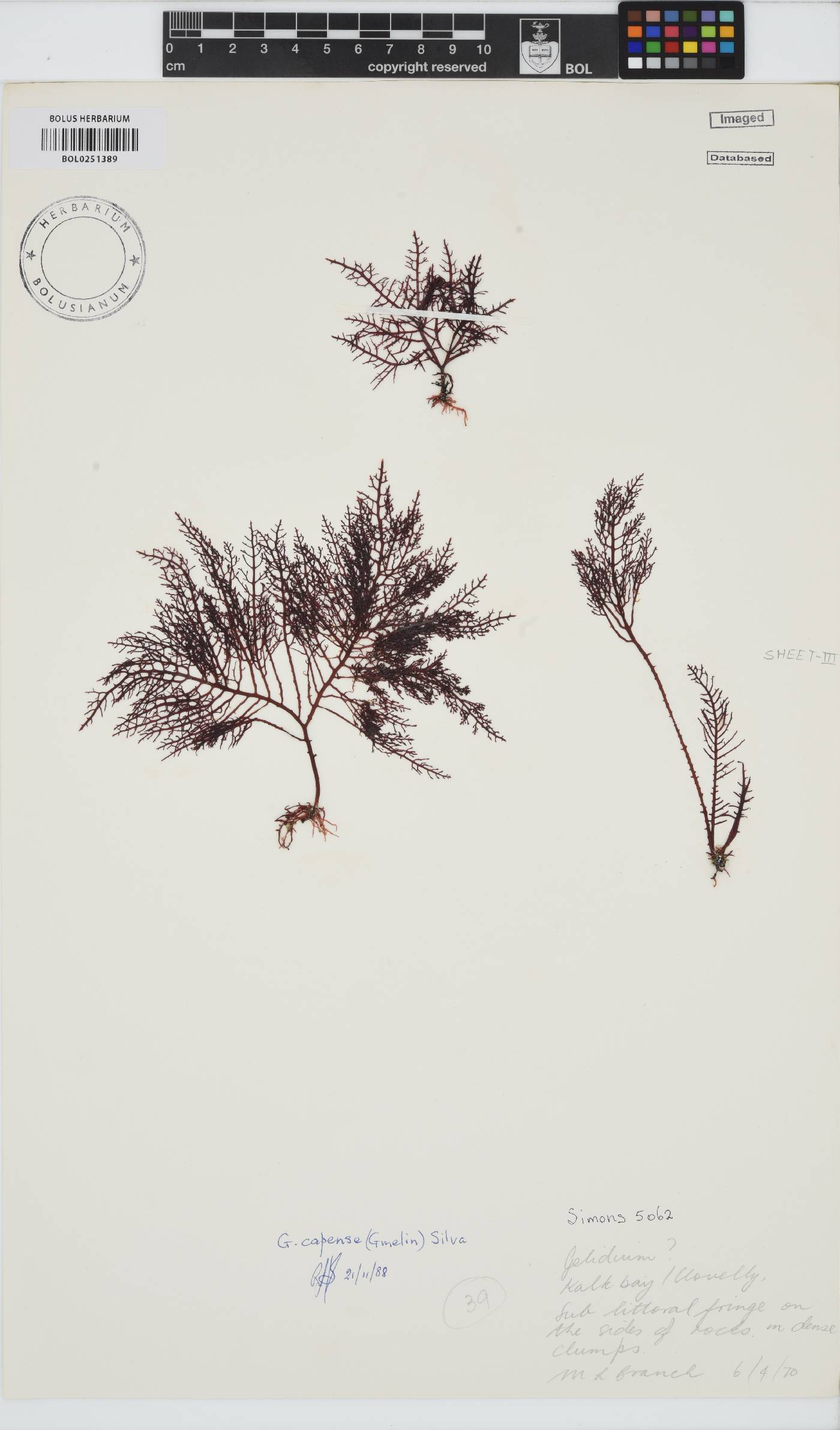 Gelidium capense image