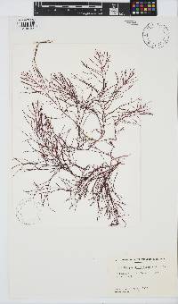 Gelidium asperum image