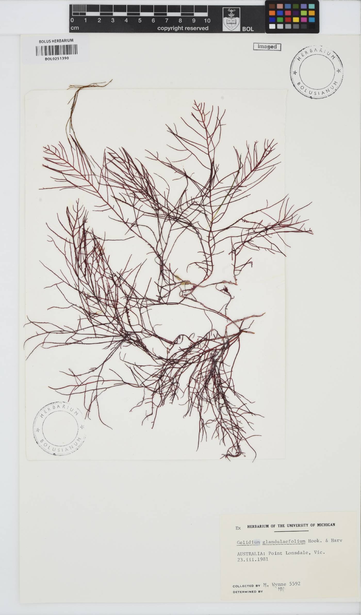 Gelidium asperum image
