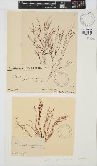 Gelidium asperum image