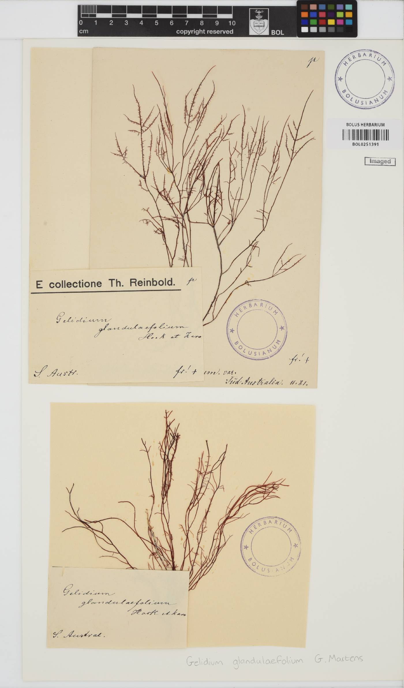 Gelidium asperum image