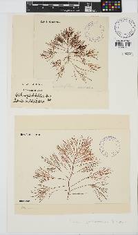 Gelidium asperum image